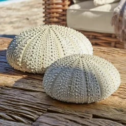 Gartendekoration^LOBERON Deko-Seeigel 2er Set Kimbar