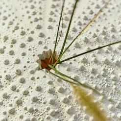 Gartendekoration^LOBERON Deko-Seeigel 2er Set Kimbar